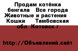 Продам котёнка бенгала - Все города Животные и растения » Кошки   . Тамбовская обл.,Котовск г.